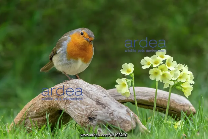 : European robin (Erithacus rubecula) sits on a root : European robin (Erithacus rubecula) sits on a root