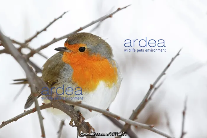 : European robin (Erithacus rubecula) sitting in a : European robin (Erithacus rubecula) sitting in a