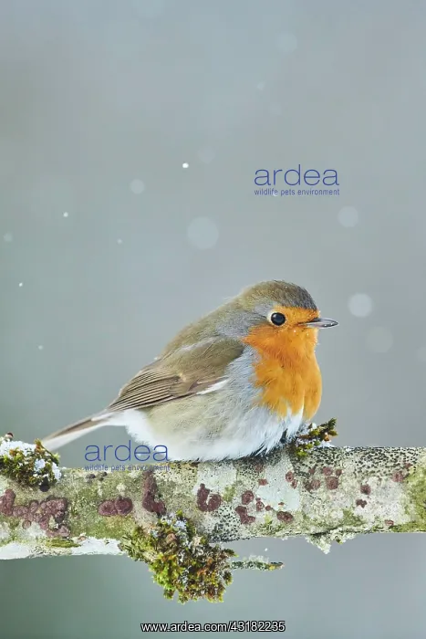 : European robin (Erithacus rubecula) sitting on a : European robin (Erithacus rubecula) sitting on a
