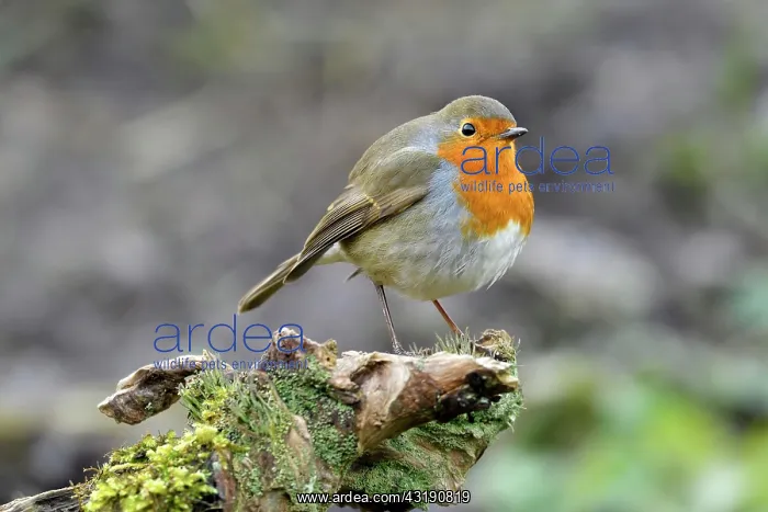: European robin (Erithacus rubecula), sitting on : European robin (Erithacus rubecula), sitting on