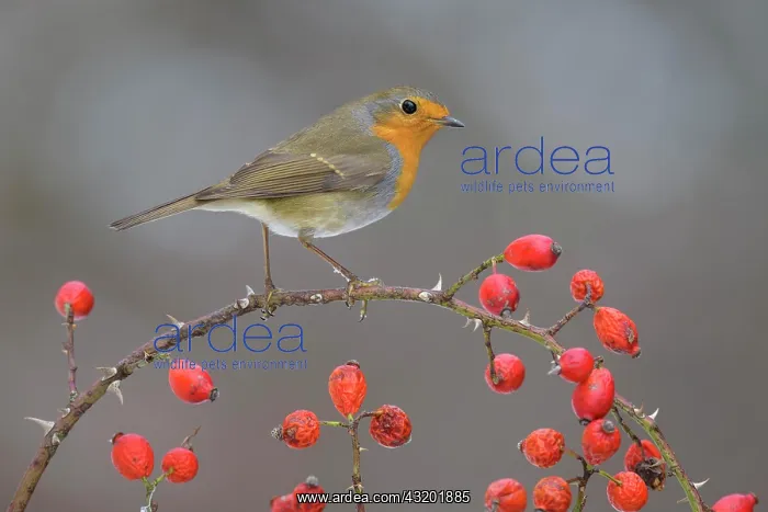: European robin (Erithacus rubecula), sitting on : European robin (Erithacus rubecula), sitting on
