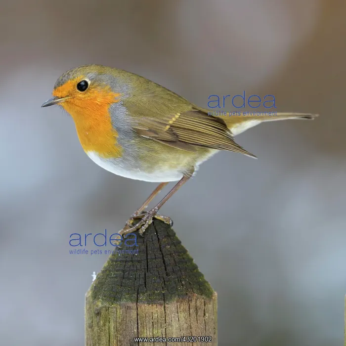 : European robin (Erithacus rubecula), sitting on : European robin (Erithacus rubecula), sitting on