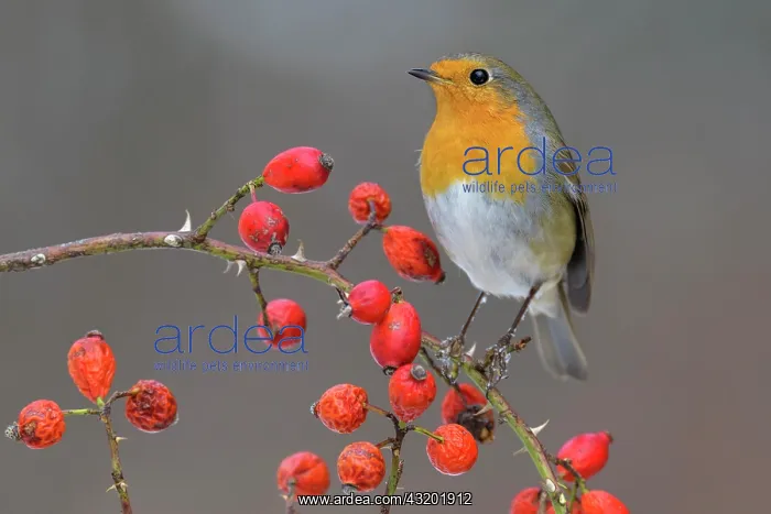 : European robin (Erithacus rubecula), sitting on : European robin (Erithacus rubecula), sitting on