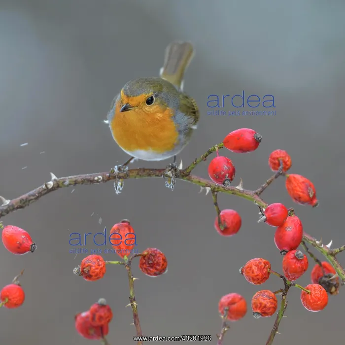 : European robin (Erithacus rubecula), sitting on : European robin (Erithacus rubecula), sitting on