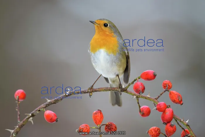 : European robin (Erithacus rubecula), sitting on : European robin (Erithacus rubecula), sitting on
