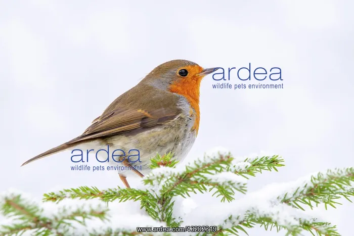 : European robin (Erithacus rubecula), sitting on : European robin (Erithacus rubecula), sitting on