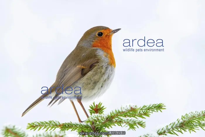 : European robin (Erithacus rubecula), sitting on : European robin (Erithacus rubecula), sitting on