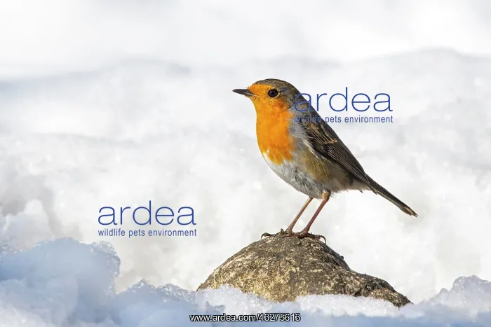 : European robin (Erithacus rubecula), sitting on : European robin (Erithacus rubecula), sitting on