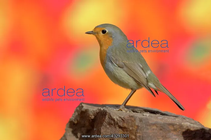 : European robin (Erithacus rubecula) sitting on a : European robin (Erithacus rubecula) sitting on a
