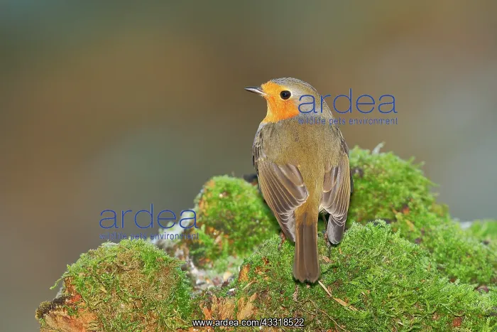 : European robin (Erithacus rubecula) sitting on a : European robin (Erithacus rubecula) sitting on a