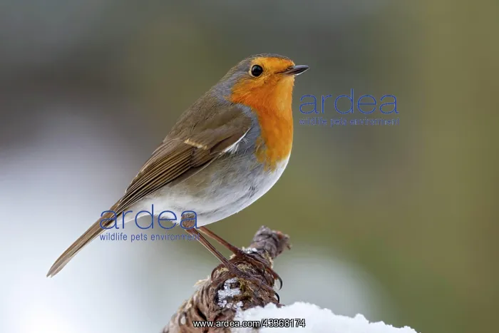 : European robin (Erithacus rubecula), sitting on : European robin (Erithacus rubecula), sitting on