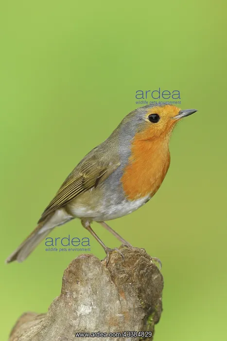 : European robin (Erithacus rubecula), sitting on : European robin (Erithacus rubecula), sitting on