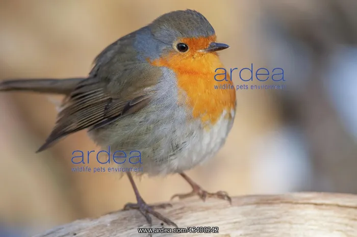 : European robin (Erithacus rubecula) sitting in the : European robin (Erithacus rubecula) sitting in the
