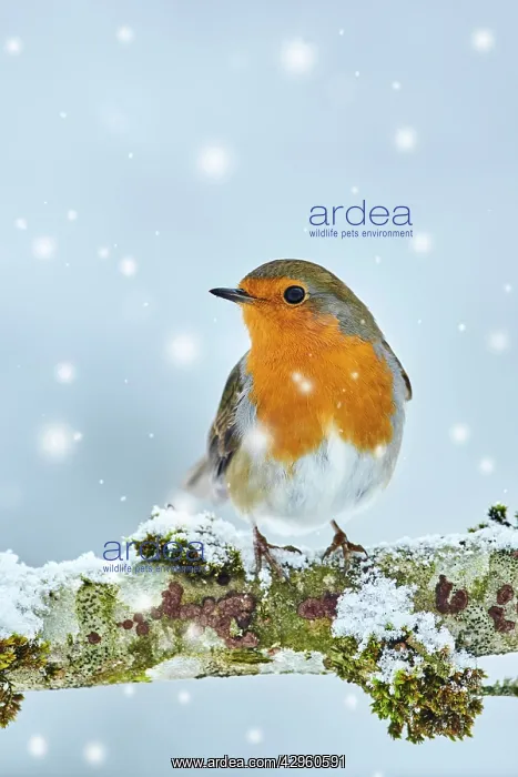 : European robin (Erithacus rubecula) sitting on a branch in t : European robin (Erithacus rubecula) sitting on a branch in t