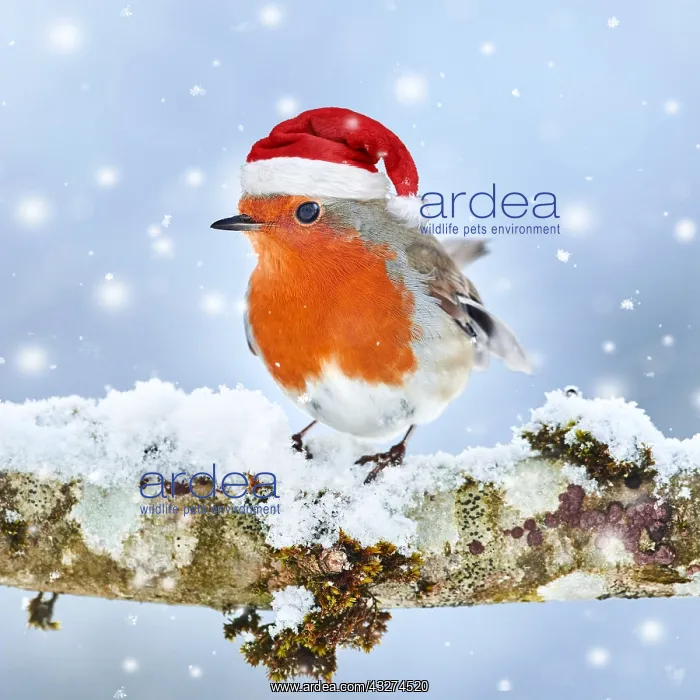  : European robin (Erithacus rubecula) sitting on a branch in t