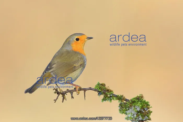 : European robin (Erithacus rubecula) sitting on moss-covered : European robin (Erithacus rubecula) sitting on moss-covered
