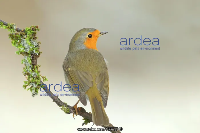 : European robin (Erithacus rubecula) sitting on moss-covered : European robin (Erithacus rubecula) sitting on moss-covered