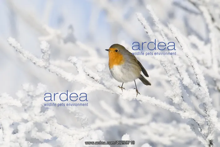 : European Robin (Erithacus rubecula) on snow-cov : European Robin (Erithacus rubecula) on snow-cov