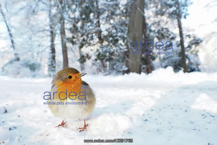 : European robin (Erithacus rubecula) on snow-covered : European robin (Erithacus rubecula) on snow-covered