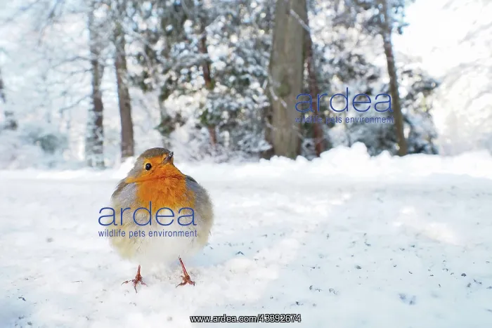 : European robin (Erithacus rubecula) on snow-covered : European robin (Erithacus rubecula) on snow-covered