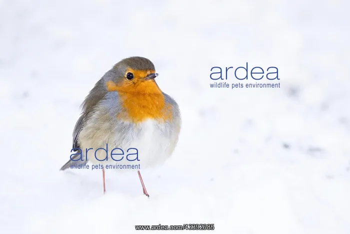 : European robin (Erithacus rubecula) on snow-covered : European robin (Erithacus rubecula) on snow-covered