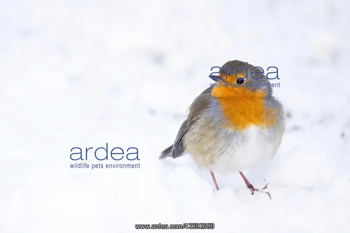 : European robin (Erithacus rubecula) on snow-covered : European robin (Erithacus rubecula) on snow-covered