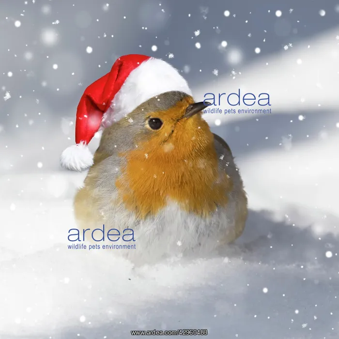 : European robin (Erithacus rubecula) on snow-covered ground w : European robin (Erithacus rubecula) on snow-covered ground w