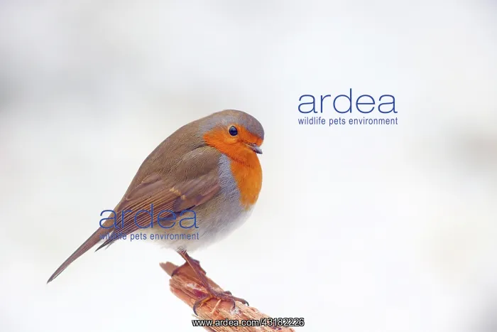 : European robin (Erithacus rubecula), Solms, Hesse : European robin (Erithacus rubecula), Solms, Hesse
