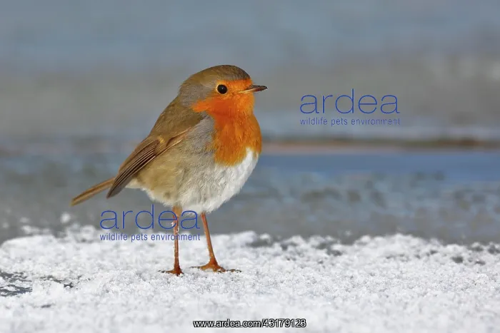 : European robin (Erithacus rubecula) standing at : European robin (Erithacus rubecula) standing at