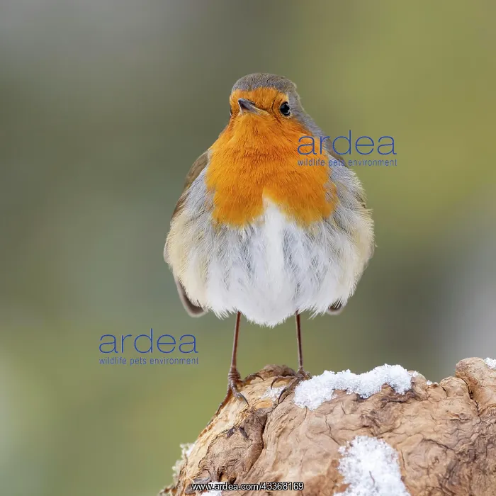 : European robin (Erithacus rubecula), standing on : European robin (Erithacus rubecula), standing on