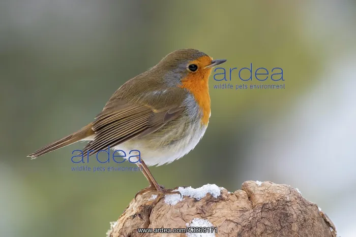 : European robin (Erithacus rubecula), standing on : European robin (Erithacus rubecula), standing on