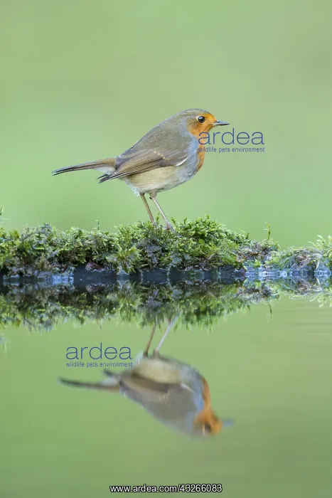 : European Robin (Erithacus rubecula) standing o : European Robin (Erithacus rubecula) standing o