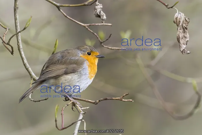 : European robin (Erithacus rubecula) stands on branch : European robin (Erithacus rubecula) stands on branch