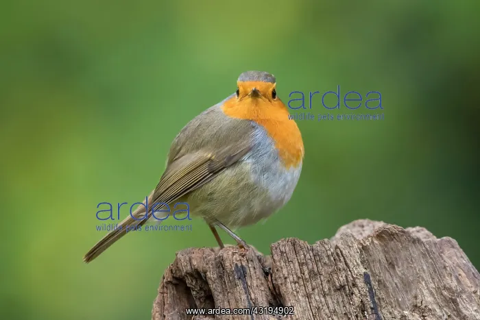 : European robin (Erithacus rubecula) on a stump : European robin (Erithacus rubecula) on a stump
