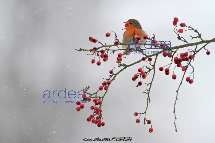 : European Robin (Erithacus rubecula) swallowing a : European Robin (Erithacus rubecula) swallowing a