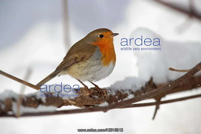 : European robin (Erithacus rubecula), Thuringia : European robin (Erithacus rubecula), Thuringia