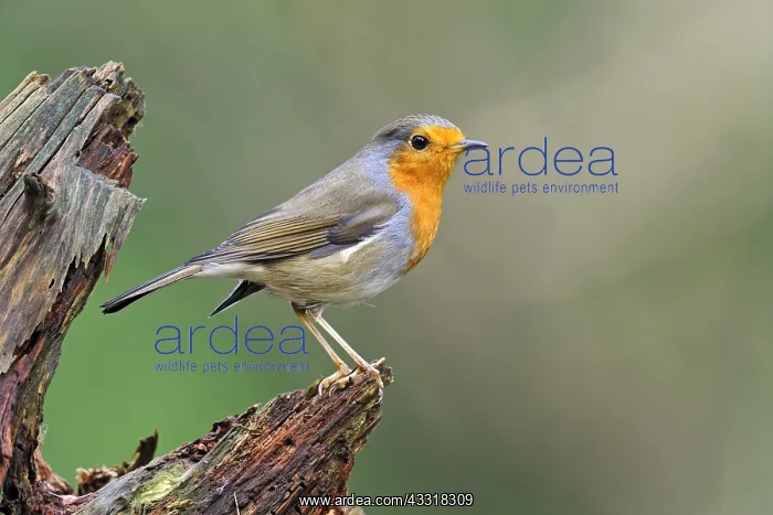 : European Robin (Erithacus rubecula), Veluwe, Ge : European Robin (Erithacus rubecula), Veluwe, Ge