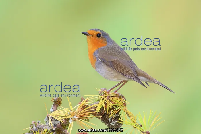 : European robin (Erithacus rubecula) wildlife, sitting : European robin (Erithacus rubecula) wildlife, sitting