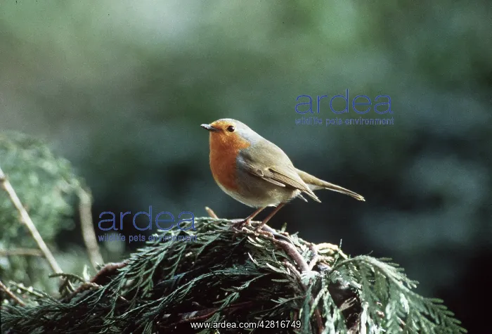 : EUROPEAN ROBIN - on evergreen : EUROPEAN ROBIN - on evergreen