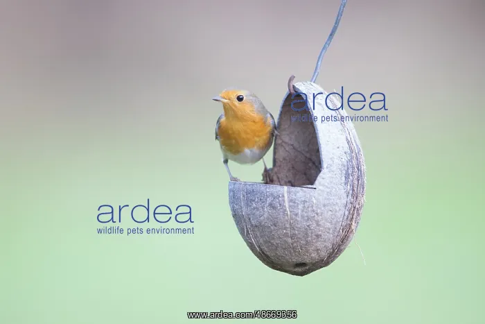 : European Robin feeder 02 : European Robin feeder 02