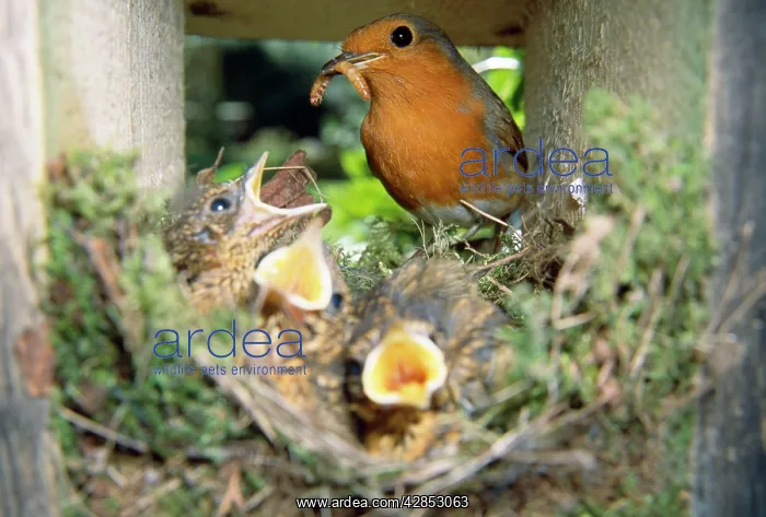: European ROBIN - feeding young at nest, with caterpillar : European ROBIN - feeding young at nest, with caterpillar