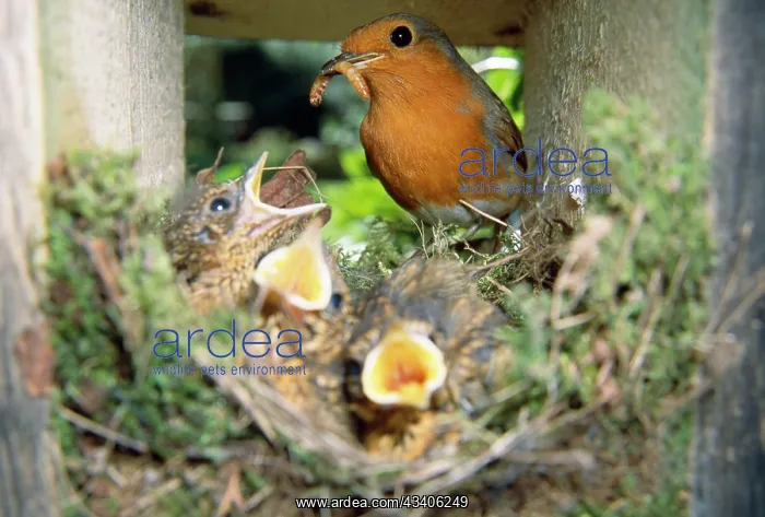 : European ROBIN - feeding young at nest, with caterpillar : European ROBIN - feeding young at nest, with caterpillar