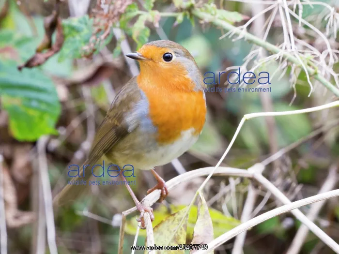 : European Robin - female in Autumn - UK : European Robin - female in Autumn - UK