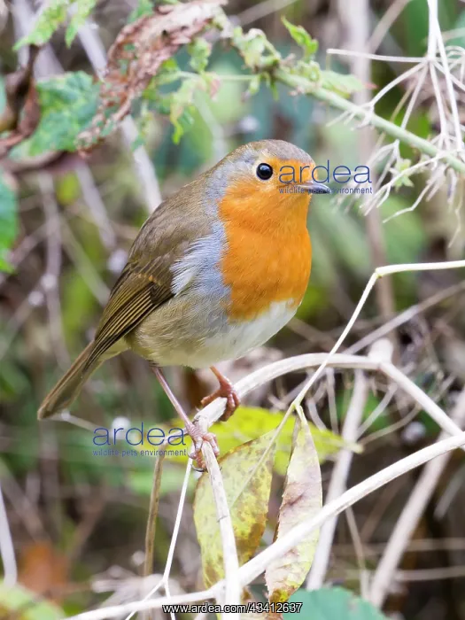 : European Robin - female in Autumn - UK : European Robin - female in Autumn - UK