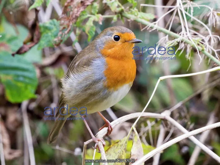: European Robin - female in Autumn - UK : European Robin - female in Autumn - UK