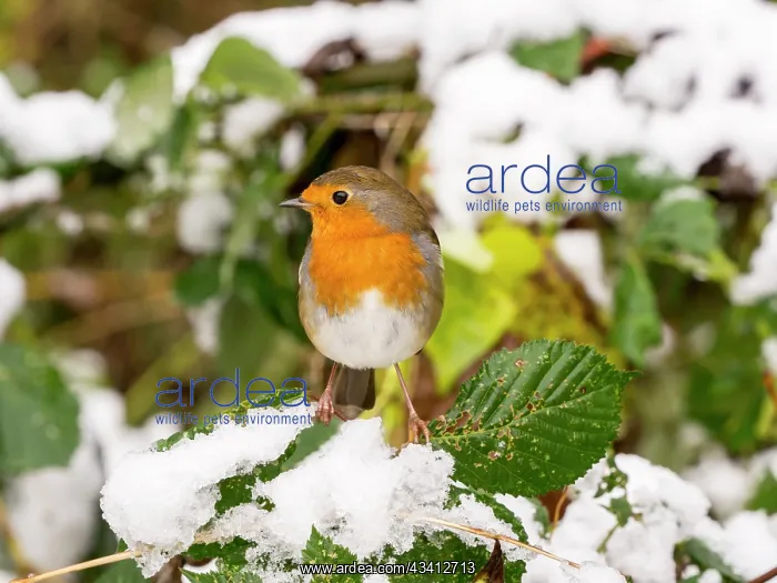 : European Robin - female in snow - UK : European Robin - female in snow - UK