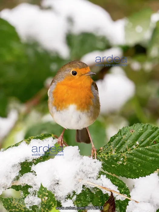 : European Robin - female in snow - UK : European Robin - female in snow - UK