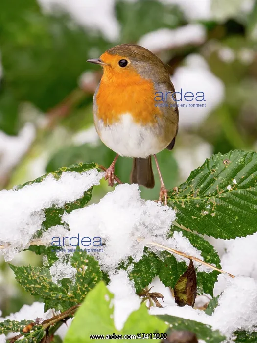 : European Robin - female in snow - UK : European Robin - female in snow - UK