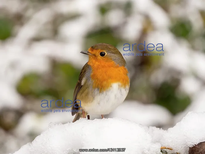 : European Robin - female in snow - UK : European Robin - female in snow - UK