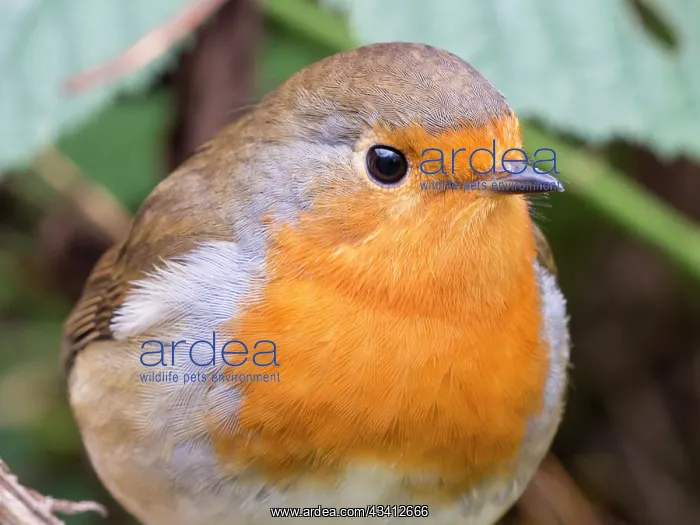 : European Robin - female - UK : European Robin - female - UK